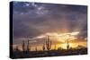 Saguaro cacti (Canegiea gigantea) in desert at sunset, Sonoran Desert, Arizona, USA-Panoramic Images-Stretched Canvas