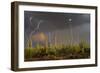 Saguaro cacti (Carnegia gigantea) in desert at sunset during storm, Sonoran Desert, Saguaro Nati...-Panoramic Images-Framed Photographic Print