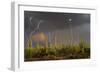 Saguaro cacti (Carnegia gigantea) in desert at sunset during storm, Sonoran Desert, Saguaro Nati...-Panoramic Images-Framed Photographic Print