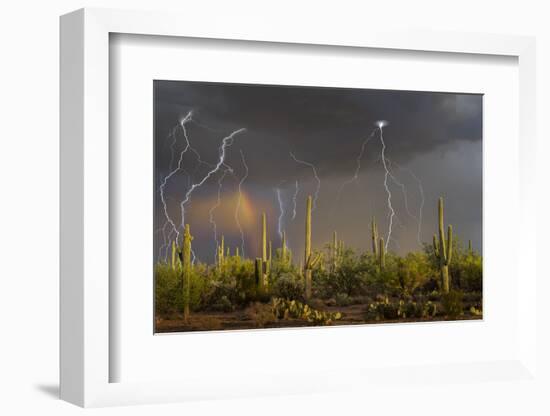 Saguaro cacti (Carnegia gigantea) in desert at sunset during storm, Sonoran Desert, Saguaro Nati...-Panoramic Images-Framed Photographic Print