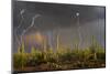 Saguaro cacti (Carnegia gigantea) in desert at sunset during storm, Sonoran Desert, Saguaro Nati...-Panoramic Images-Mounted Photographic Print