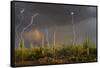 Saguaro cacti (Carnegia gigantea) in desert at sunset during storm, Sonoran Desert, Saguaro Nati...-Panoramic Images-Framed Stretched Canvas