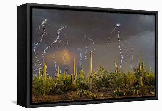 Saguaro cacti (Carnegia gigantea) in desert at sunset during storm, Sonoran Desert, Saguaro Nati...-Panoramic Images-Framed Stretched Canvas