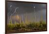 Saguaro cacti (Carnegia gigantea) in desert at sunset during storm, Sonoran Desert, Saguaro Nati...-Panoramic Images-Framed Photographic Print