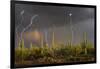 Saguaro cacti (Carnegia gigantea) in desert at sunset during storm, Sonoran Desert, Saguaro Nati...-Panoramic Images-Framed Photographic Print