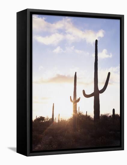 Saguaro Cacti, Carnegiea Gigantea, at Sunset in the Sonoran Desert-Christopher Talbot Frank-Framed Stretched Canvas
