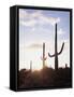 Saguaro Cacti, Carnegiea Gigantea, at Sunset in the Sonoran Desert-Christopher Talbot Frank-Framed Stretched Canvas