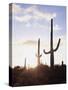 Saguaro Cacti, Carnegiea Gigantea, at Sunset in the Sonoran Desert-Christopher Talbot Frank-Stretched Canvas