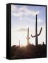 Saguaro Cacti, Carnegiea Gigantea, at Sunset in the Sonoran Desert-Christopher Talbot Frank-Framed Stretched Canvas