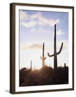 Saguaro Cacti, Carnegiea Gigantea, at Sunset in the Sonoran Desert-Christopher Talbot Frank-Framed Premium Photographic Print