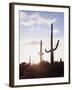 Saguaro Cacti, Carnegiea Gigantea, at Sunset in the Sonoran Desert-Christopher Talbot Frank-Framed Premium Photographic Print