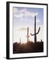 Saguaro Cacti, Carnegiea Gigantea, at Sunset in the Sonoran Desert-Christopher Talbot Frank-Framed Premium Photographic Print