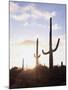 Saguaro Cacti, Carnegiea Gigantea, at Sunset in the Sonoran Desert-Christopher Talbot Frank-Mounted Premium Photographic Print