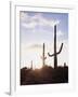 Saguaro Cacti, Carnegiea Gigantea, at Sunset in the Sonoran Desert-Christopher Talbot Frank-Framed Premium Photographic Print