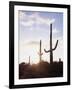 Saguaro Cacti, Carnegiea Gigantea, at Sunset in the Sonoran Desert-Christopher Talbot Frank-Framed Premium Photographic Print