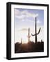 Saguaro Cacti, Carnegiea Gigantea, at Sunset in the Sonoran Desert-Christopher Talbot Frank-Framed Photographic Print