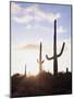 Saguaro Cacti, Carnegiea Gigantea, at Sunset in the Sonoran Desert-Christopher Talbot Frank-Mounted Photographic Print