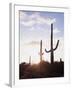 Saguaro Cacti, Carnegiea Gigantea, at Sunset in the Sonoran Desert-Christopher Talbot Frank-Framed Photographic Print