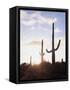 Saguaro Cacti, Carnegiea Gigantea, at Sunset in the Sonoran Desert-Christopher Talbot Frank-Framed Stretched Canvas