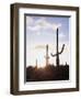 Saguaro Cacti, Carnegiea Gigantea, at Sunset in the Sonoran Desert-Christopher Talbot Frank-Framed Photographic Print