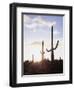 Saguaro Cacti, Carnegiea Gigantea, at Sunset in the Sonoran Desert-Christopher Talbot Frank-Framed Photographic Print