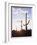 Saguaro Cacti, Carnegiea Gigantea, at Sunset in the Sonoran Desert-Christopher Talbot Frank-Framed Photographic Print