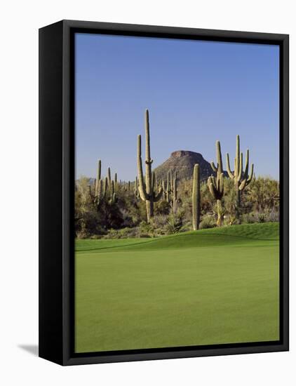 Saguaro Cacti in a Golf Course, Troon North Golf Club, Scottsdale, Maricopa County, Arizona, USA-null-Framed Stretched Canvas