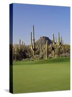 Saguaro Cacti in a Golf Course, Troon North Golf Club, Scottsdale, Maricopa County, Arizona, USA-null-Stretched Canvas