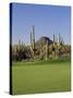 Saguaro Cacti in a Golf Course, Troon North Golf Club, Scottsdale, Maricopa County, Arizona, USA-null-Stretched Canvas