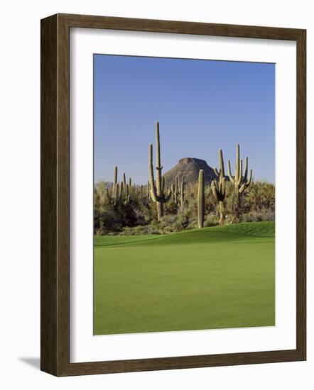 Saguaro Cacti in a Golf Course, Troon North Golf Club, Scottsdale, Maricopa County, Arizona, USA-null-Framed Photographic Print