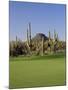 Saguaro Cacti in a Golf Course, Troon North Golf Club, Scottsdale, Maricopa County, Arizona, USA-null-Mounted Photographic Print