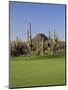 Saguaro Cacti in a Golf Course, Troon North Golf Club, Scottsdale, Maricopa County, Arizona, USA-null-Mounted Premium Photographic Print