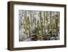 Saguaro Cacti in Snow-James Randklev-Framed Photographic Print