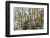 Saguaro Cacti in Snow-James Randklev-Framed Photographic Print