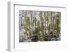 Saguaro Cacti in Snow-James Randklev-Framed Photographic Print