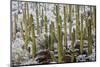 Saguaro Cacti in Snow-James Randklev-Mounted Photographic Print