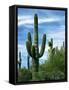 Saguaro cacti, Saguaro National Park, Arizona, USA-Charles Gurche-Framed Stretched Canvas