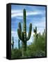 Saguaro cacti, Saguaro National Park, Arizona, USA-Charles Gurche-Framed Stretched Canvas