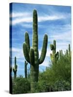 Saguaro cacti, Saguaro National Park, Arizona, USA-Charles Gurche-Stretched Canvas