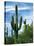 Saguaro cacti, Saguaro National Park, Arizona, USA-Charles Gurche-Stretched Canvas