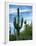 Saguaro cacti, Saguaro National Park, Arizona, USA-Charles Gurche-Framed Premium Photographic Print