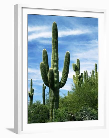 Saguaro cacti, Saguaro National Park, Arizona, USA-Charles Gurche-Framed Premium Photographic Print