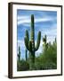 Saguaro cacti, Saguaro National Park, Arizona, USA-Charles Gurche-Framed Premium Photographic Print
