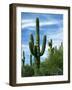 Saguaro cacti, Saguaro National Park, Arizona, USA-Charles Gurche-Framed Photographic Print