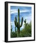 Saguaro cacti, Saguaro National Park, Arizona, USA-Charles Gurche-Framed Photographic Print