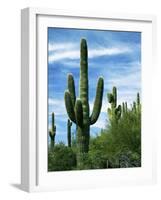 Saguaro cacti, Saguaro National Park, Arizona, USA-Charles Gurche-Framed Photographic Print