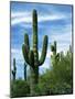 Saguaro cacti, Saguaro National Park, Arizona, USA-Charles Gurche-Mounted Photographic Print