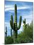 Saguaro cacti, Saguaro National Park, Arizona, USA-Charles Gurche-Mounted Photographic Print