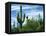 Saguaro cacti, Saguaro National Park, Arizona, USA-Charles Gurche-Framed Stretched Canvas