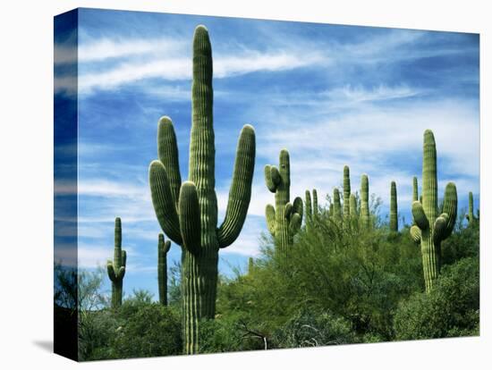 Saguaro cacti, Saguaro National Park, Arizona, USA-Charles Gurche-Stretched Canvas